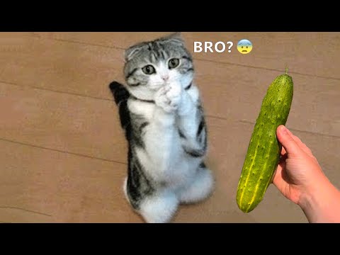Funniest Animals - Best Of The 2021 Funny Animal Videos #68