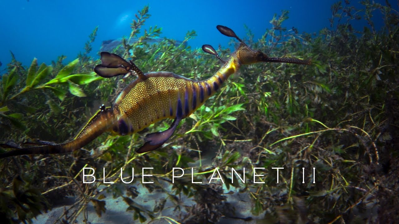 Blue Planet II Trailer miniatyrbilde