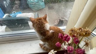 A red headed cat