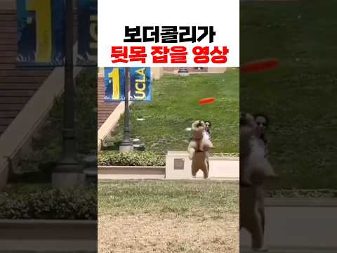 애는 착혀... #funny #개그 #예능 #웃긴영상 #웃긴짤 #유머 #강아지