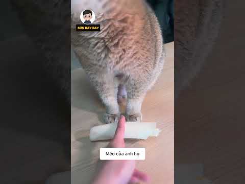 Chị gái và câu hỏi khó khi truy tìm kẻ dẫm chân lên yên xe #shorst