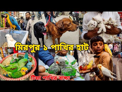 টিয়া পাখির বাচ্চা স্পেশাল_মিরপুর ১ পাখির হাট_চন্দনা টিয়া_Macaw_Mirpur 1 pakhir haat 2025