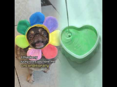 Send this to your Mother ! ❤️ #mothers #moms #mums #mum #mom#Love#dog#pov #foryoupage #asmr#funny 😏