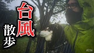 台風でも柴犬は散歩する宿命