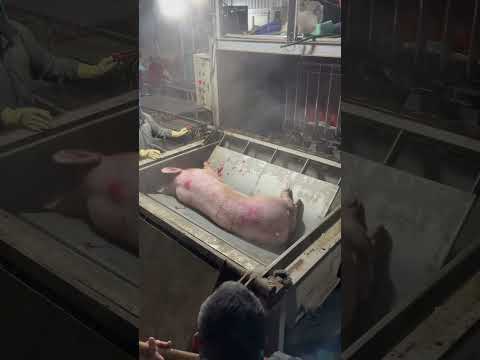 Toàn bộ quy trình vận hành máy vặt lông heo #trending #food #meat