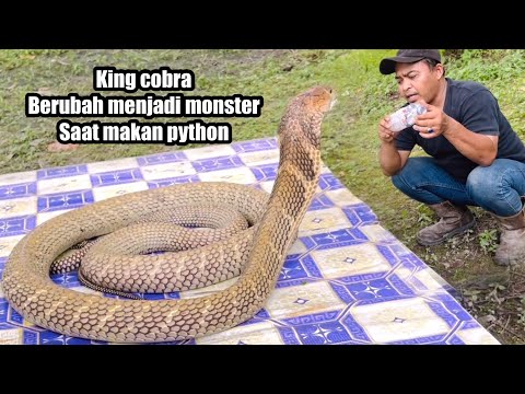 KING COBRA BERUBAH MENJADI MONSTER | ULAR | KING COBRA | MANDA PETUALANG