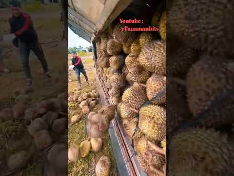 Ratusan buah durian ini dibuang secara sia-sia karena ini #shorts #shortvideo
