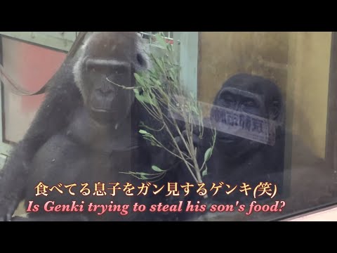 妊娠中でさらに食欲が増した母ゴリラのゲンキは、息子の食べ物すら狙ってる！(笑)⭐️Gorilla【京都市動物園】