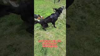 Lernen von Hunden #hund #hundeliebe #hundeliebe #hundeleben
