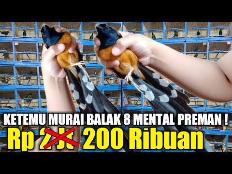 REJEKI SAYA ! MURAI BATU BALAK 8 MENTAL PREMAN CUMA 200 RIBUAN DIKIOS PASAR BURUNG PRAMUKA