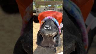 What are fly masks?