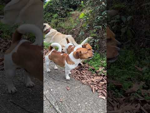 Jackrussell kapışması ⚠️⛔️ pars vs mars kızanın lideri kim?