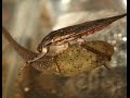 Exploring Aquatic Insects and Their Ecological Roles