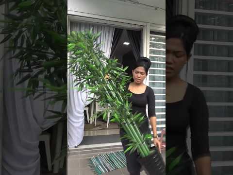 Adik beradik Amira memang macam ni.