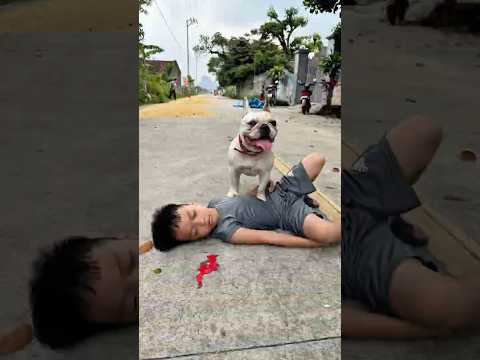 The smart dog saved the baby from danger. #dog #lovedog #pet