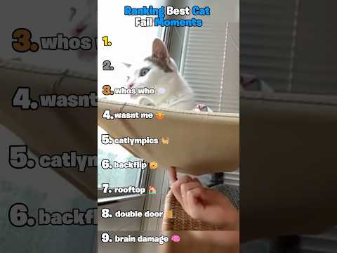 Ranking Best Cat Fail Moments