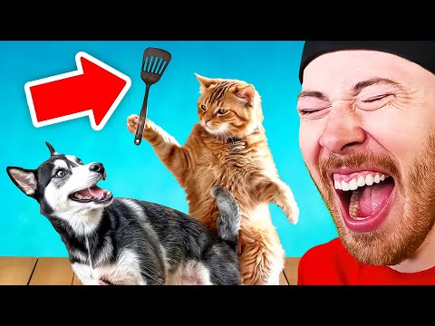 FUNNIEST Cat Videos in the WORLD!