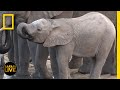 Animal Behavior and Ecology Assessment