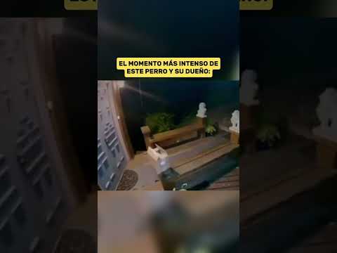 Oso ataca a Perro en Su casa 😯