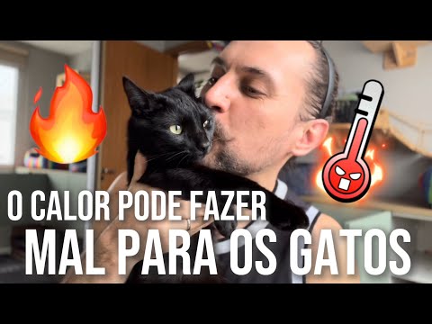 Como cuidar dos GATOS no calor e garantir QUALIDADE DE VIDA