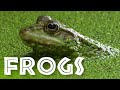 Frog Biology and Conservation Concepts