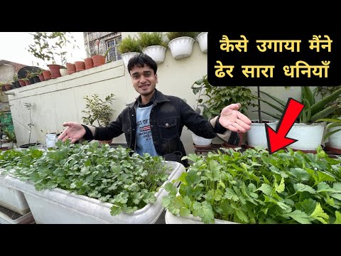 How to grow coriander at home / dhaniya Kaise ugaye