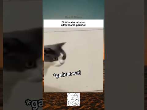 #memes#funny#cat#shorts#4u