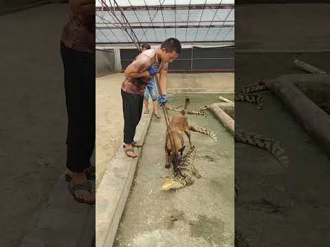 How crocodiles are raised on farms #shorts #crocodiles