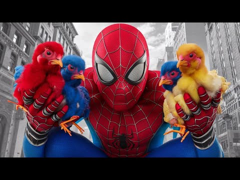 SPIDERMAN ULTRAMAN SELAMATKAN AYAM DARI PENJAHAT HITAM - VARO KIDS