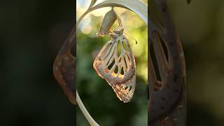Carving Bamboo into a Butterfly