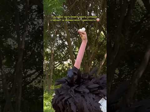размер моего мозга, когда захожу на маркетплейсы..бл* я не могу ещё с этого тупого взгляда страуса🤣