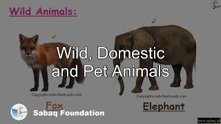 Wild, Domestic and Pet Animals