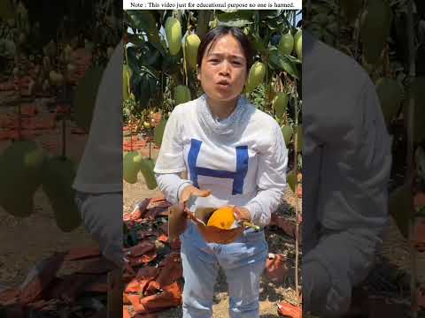 Viral mango #amanzingfacts #survivalskills #viral #shorts