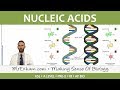 Nucleic Acids and ATP Concepts