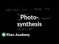 Exploring the Process of Photosynthesis