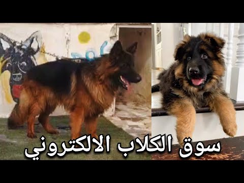 سوق الكلاب الالكتروني . هتجيب كلب بطل . اسعار مناسبة للمستوي
