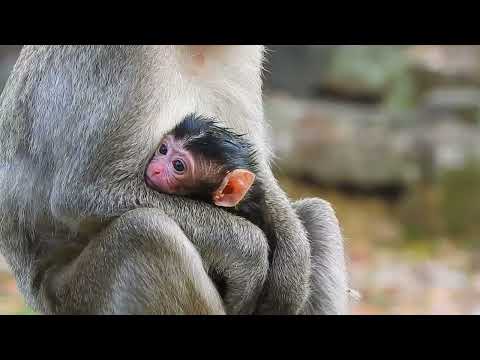 The MOST Precious Baby Animals You've Ever Seen!