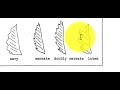 Navigating Dichotomous Keys for Leaf Identification