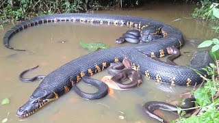 Amazon’s Giant Anaconda | Nature’s Silent Predator