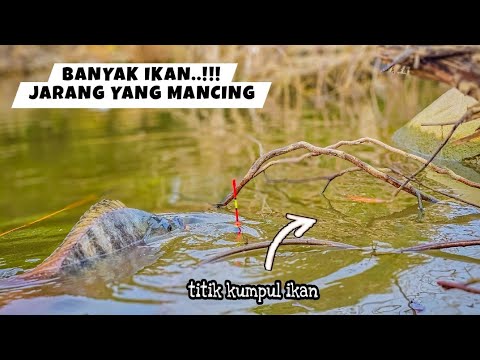 Tak butuh lama!!! Mancing ikan besar hanya hitungan menit dapat banyak