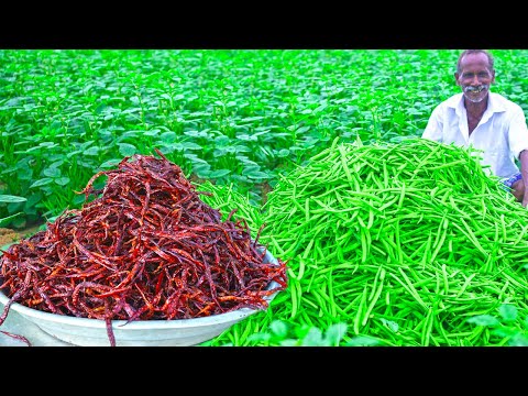 CLUSTER BEANS HARVESTING | Village Healthy food | Cluster beans fry | Village Grandpa | Vegetarian