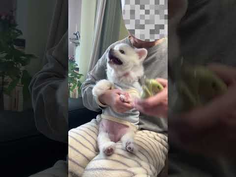 In the past two years, I have relied on this method to cut my nails on my daily record of cute pet