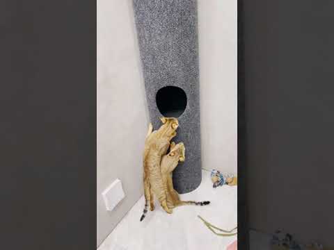 Новая гигантская труба-когтеточка для наших котов 🙀