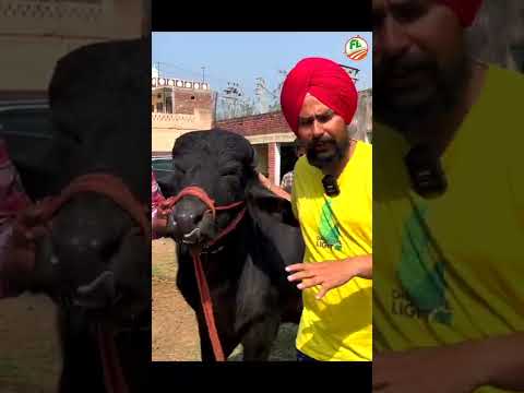5 लाख 😱 का बुल हुआ🤯 10 लाख का लेने के बाद ही ऐसा🤔 क्यों  #shorts #viral #youtubedairyfarming