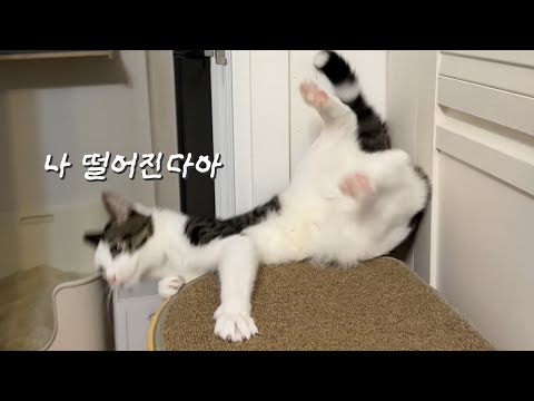 거 고양이가 누울 자리 정돈 확인하고 누웁시다😇