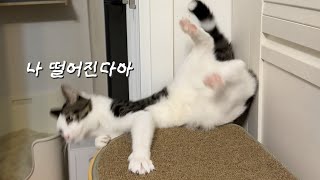 거 고양이가 누울 자리 정돈 확인하고 누웁시다😇