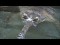 Gharial Facts and Behavior