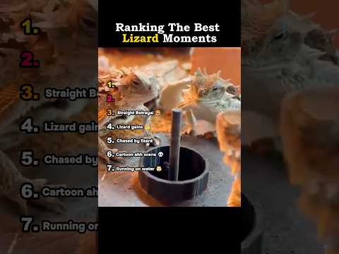 Ranking The Best Lizard Moments