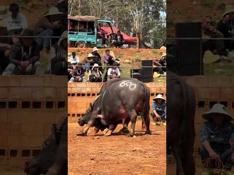 bullfighting #bullbash 132