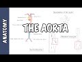 Aortic Anatomy and Conditions